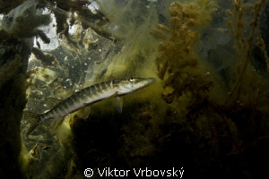 Pickerel by Viktor Vrbovský 